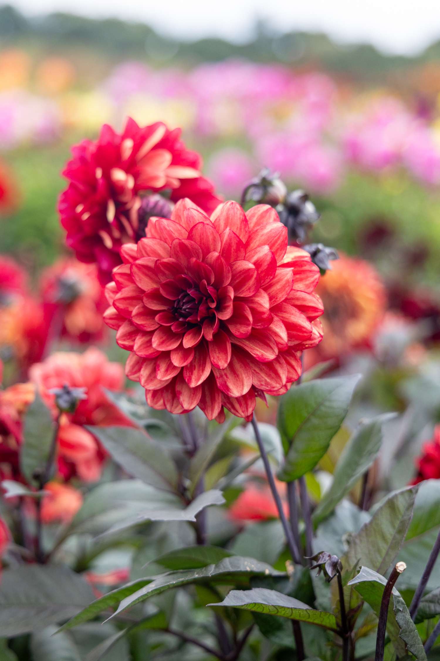 Dahlie ‘Orient Express’